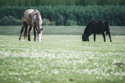 Horse grazing in a field