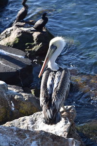 Bird perching on rock