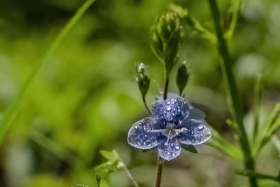 Close-up of wet purple flowering plant