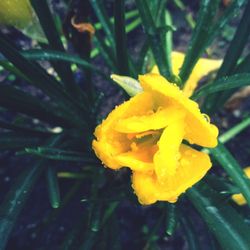 Close-up of yellow flower