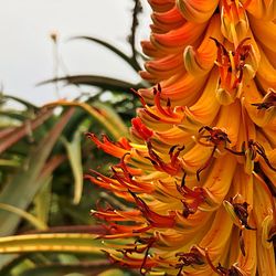 Close-up of butterfly on flowers