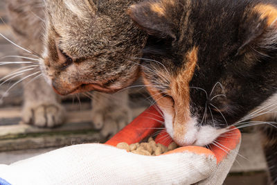 Close-up of tabby cat with eyes closed