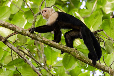 Capuchin monkey walking on tree branch in costa rica