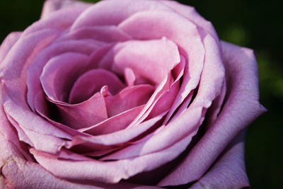 Close-up of pink rose