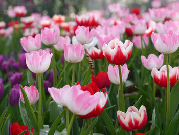 Close-up of pink tulips on field