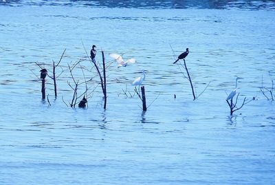 Bird flying over lake