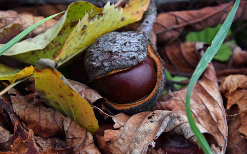 Close-up of horse chestnut seed amidst fallen autumn leaves