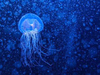 Jellyfish swimming in sea