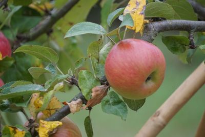 Close-up of apple growing on tree