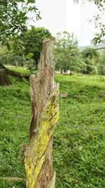 Close-up of tree trunk