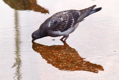 Birds in calm water