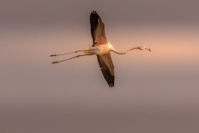 Low angle view of eagle flying in sky