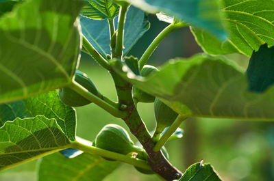 Close-up of green leaves