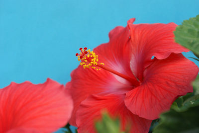 Close-up of red hibiscus flower