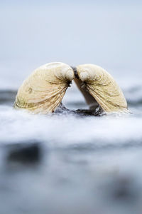 Close-up of hand in sea against sky