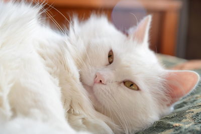 Close-up of a cat resting