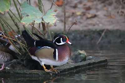 Close-up of bird in lake