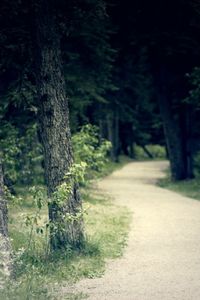 Footpath amidst trees in forest