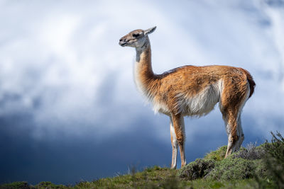 Close-up of deer standing on field