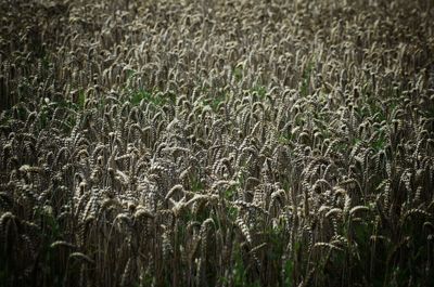 Full frame shot of crops growing on field