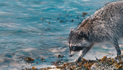 View of animal walking on beach