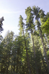 Low angle view of trees against sky