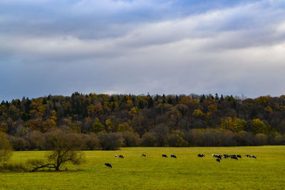 Flock of sheep grazing in a field