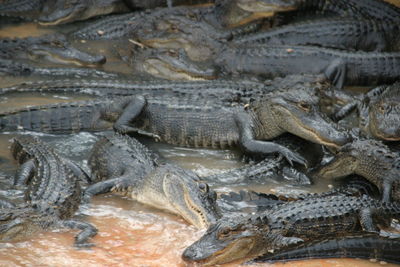 Close-up of crocodile