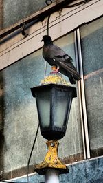 Close-up of bird perching outdoors