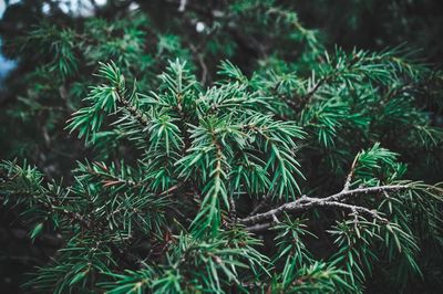 Juniper branches