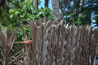 Plants growing on tree