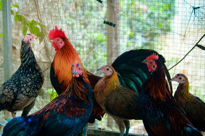 Rooster in cage