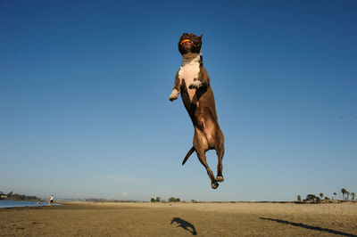 Dog jumping on beach against clear blue sky