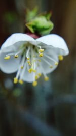 Close-up of white flowers blooming outdoors