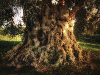 Close-up of tree trunk on field