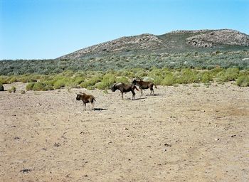 Sheep on landscape against mountain range