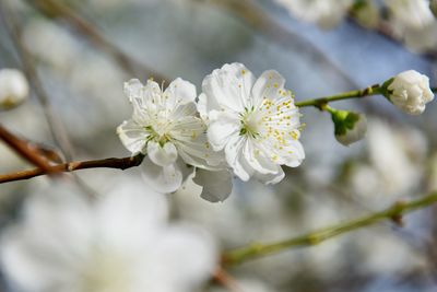 Close-up of apple blossoms in spring