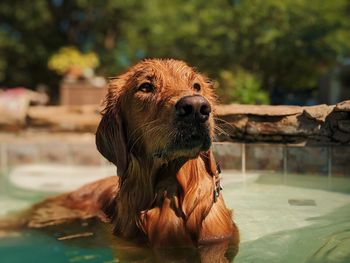 Close-up of a dog looking away