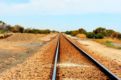 Railroad track amidst trees