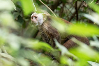 Close-up of monkey