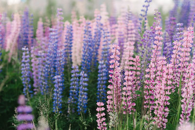 Close-up of purple flowering plants