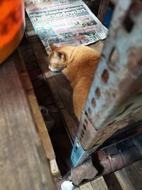 High angle view of cat looking at camera