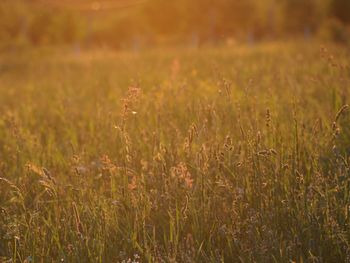 Close-up of wheat field