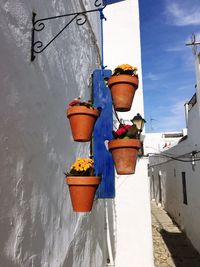 Low angle view of potted plants on wall during sunny day