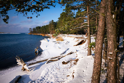 The first winter day with sun and snow by the gauja river with fallen trees.