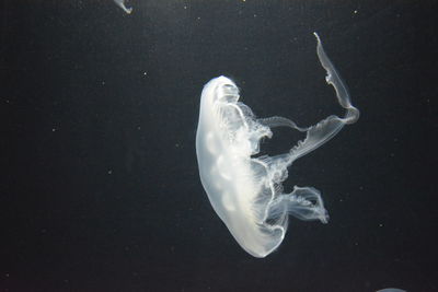 Jellyfish swimming in sea