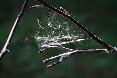 Close-up of spider web on plant