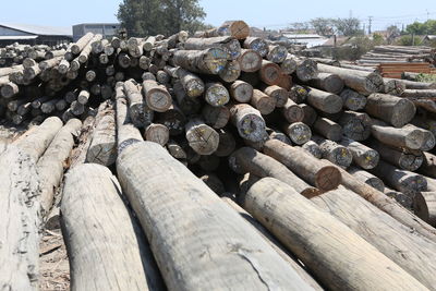 Stack of logs in forest