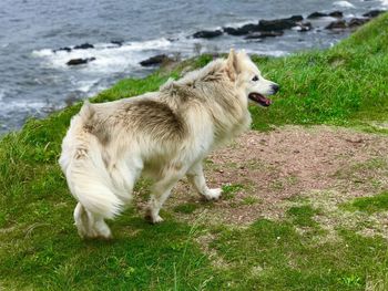 Full length of a dog on grassland