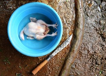 High angle view of food on tree trunk